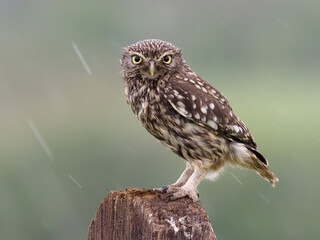 Little owl, Athene noctua