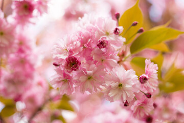 Beautiful cherry blossom sakura in spring time on nature background. Botanical garden concept. Tender bloom. Aroma and fragrance. Spring season. Tenderness. Branch of sakura. Perfumery concept.