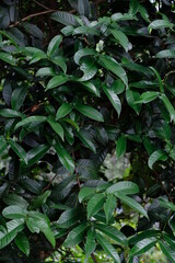 Close up of coffee leaves in the forest.