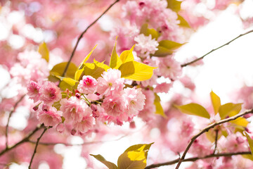 Beautiful cherry blossom sakura in spring time on nature background. Botanical garden concept. Tender bloom. Aroma and fragrance. Spring season. Tenderness. Branch of sakura. Perfumery concept.