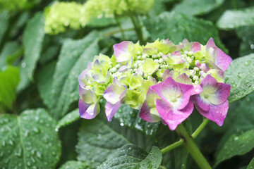 アジサイ 紫陽花 あじさい 紫 ピンク グリーン 雨 梅雨 パープル 鮮やか かわいい きれい 6月 日本 