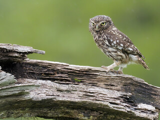 Little owl, Athene noctua