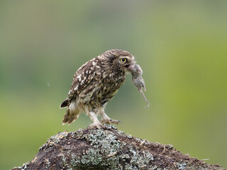 Little owl, Athene noctua