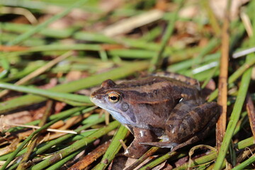 Rana arvalis on grass