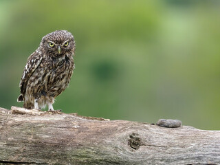 Little owl, Athene noctua