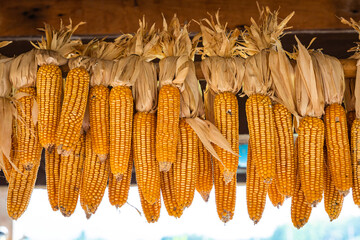 Dried corn cobs hanging on the wooden.