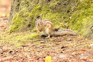 squirrel in the forest
