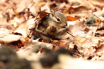 squirrel in the forest