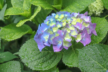 アジサイ 紫陽花 あじさい 紫 ピンク グリーン 美しい 綺麗 優美 可憐 梅雨 雨 6月 