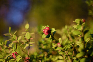 Obraz na płótnie Canvas Vaccinium vitis-idaea or Lingonberry and Cowberry