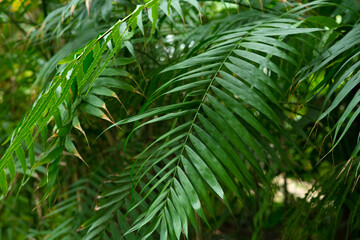 Rhopalostylis baueri tree from Norfolk Island in the botanical garden