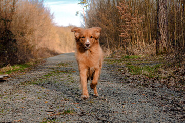 Cute Young Toller - Nova Scotia Duck Tolling Retriever - 
