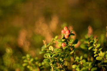 Vaccinium vitis-idaea or Lingonberry and Cowberry