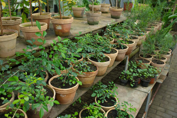 Fototapeta na wymiar Many different pots of plants in the botanical garden