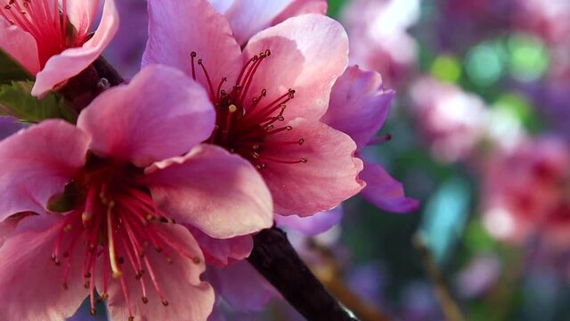 Peach Blossom tree ECU Static 10sec