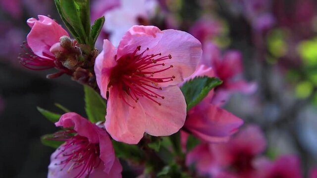 Peach Blossom tree Push In Dolly to ECU Flower 10sec