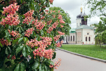 Red chestnut flowers against the background of the of the church Chestnut a symbol of Kiev. 
postcard