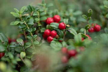 Vaccinium vitis-idaea or Lingonberry and Cowberry