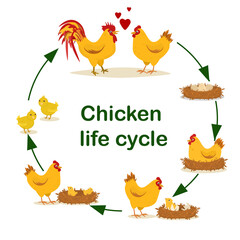 educational vector illustration on the topic of Chicken life cycle. From egg to adult chicken.Isolated on a white background