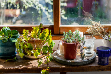 部屋の窓辺に飾ってある観葉植物　インテリア