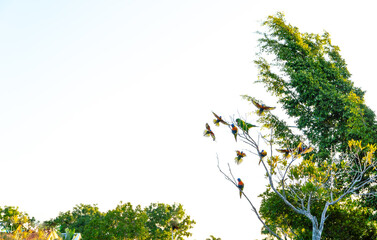 Beautiful Lorikeets sitting in trees and eating some bread in Queensland Australia