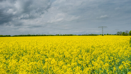 Obraz premium Panoramic view over beautiful farm landscape with rasp yellow at blossom field, wind turbines to produce green energy in Germany, Spring, blue sky and sunny day.
