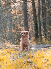 Cute Young Toller - Nova Scotia Duck Tolling Retriever - 
