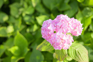 紫陽花　アジサイ　ピンクの花