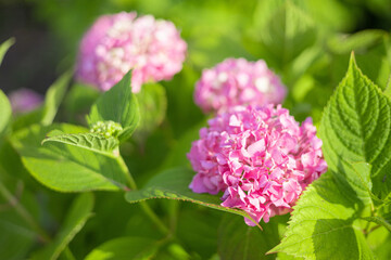 紫陽花　アジサイ　ピンクの花