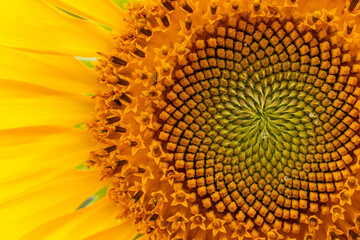 Girassol - Sunflower 