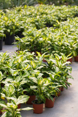 Many potted plants at plants shop in green house
