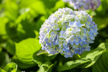 紫陽花　アジサイ　赤　紫　青