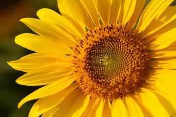 Girassol - Sunflower 