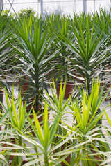 Many potted plants at plants shop in green house