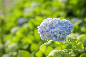 紫陽花　アジサイ　赤　紫　青