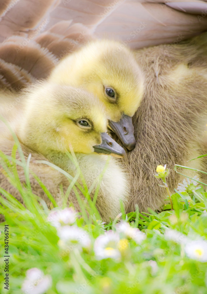 Wall mural cute yellow baby geese in a park