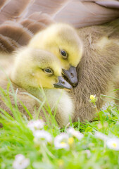 cute yellow baby geese in a park 