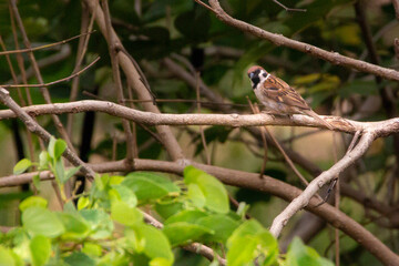 Sparrow bird on a branch