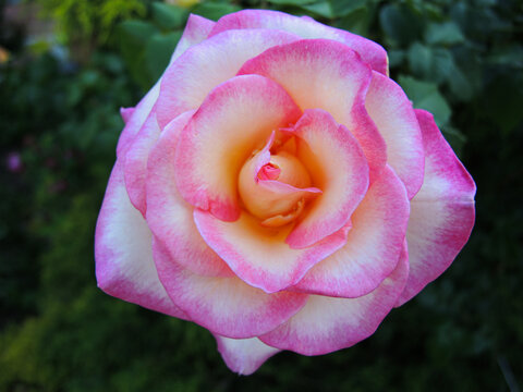 Hybrid Tea Rose