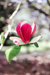 Magnolia blooms in spring on a branch.