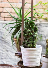 Outdoor cactus and aloe pots Selective focus,