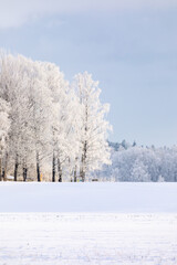 snow covered trees