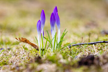 purple crocus flowers