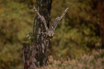 Bubo africanus, Spotted eagle-owl, Lake Kariba, Zimbabwe. Bird siting on the stone in green vegetation, evening light. owl in the habitat. Wildlife scene from Africa nature. Birdwatching in Zimbabwe.