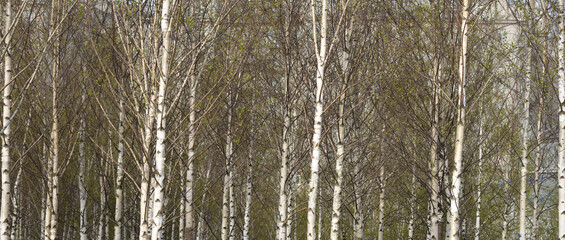 Fototapeta premium Lots of young closeup birches. Birch trunks and branches.
