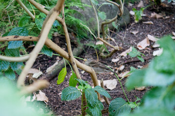 Finch hiding in the bushes in the tropical greenhouse