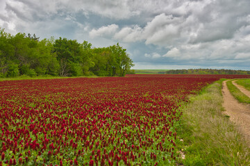 Blutkleefeld im Burgund in Frankreich