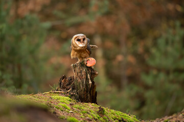 Barn owl sit on stump in autumn forest - Tyto alba