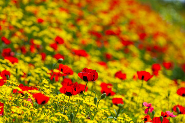 Red poppies field in springtime landscape, nature