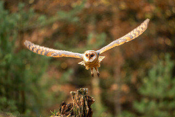 Barn owl sit on stump in autumn forest - Tyto alba